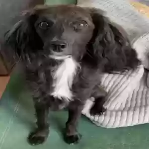 adoptable Dog in El Paso, TX named Bernie