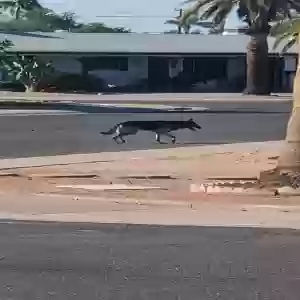 adoptable Dog in Mesa, AZ named Unknown