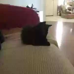 adoptable Cat in Alma, AR named Charcoal and Midnight