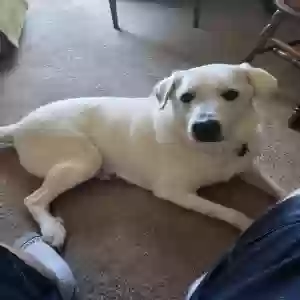 adoptable Dog in Grand Prairie, TX named Snowball