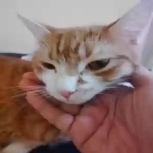 adoptable Cat in Brooklyn, NY named Emy