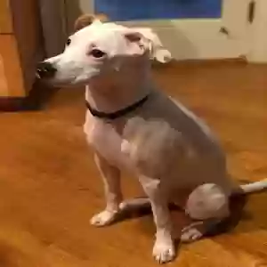 adoptable Dog in Chapel Hill, NC named Bisuke