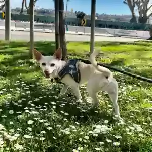 adoptable Dog in Marina Del Rey, CA named Lucky