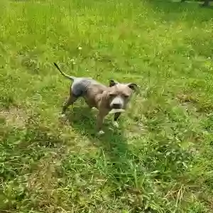 adoptable Dog in Oxford, GA named Mila