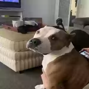 adoptable Dog in Lake Elsinore, CA named Raider