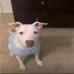adoptable Dog in Waco, TX named Dante
