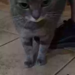 adoptable Cat in Millville, NJ named Tabasco  aka Tabby