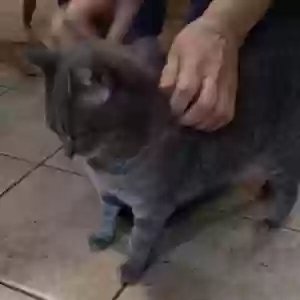 /images/pets/original/2183792_actual_two.webp