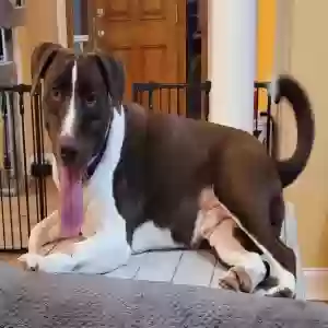 adoptable Dog in Thomson, GA named Dexter