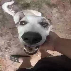 adoptable Dog in Atlanta, GA named Mars