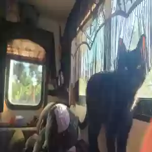 adoptable Cat in Larkspur, CO named Beni