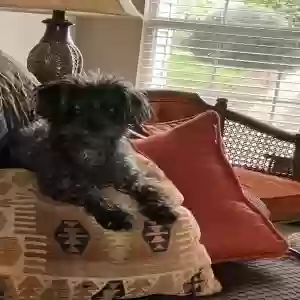 adoptable Dog in Alpharetta, GA named Odie