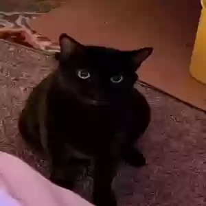 adoptable Cat in Huntington Beach, CA named Rex