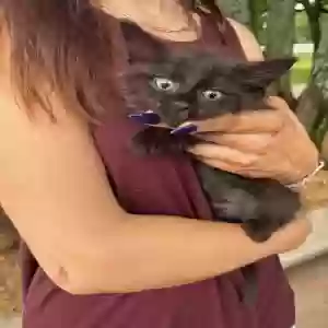 adoptable Cat in Jones, OK named Ford