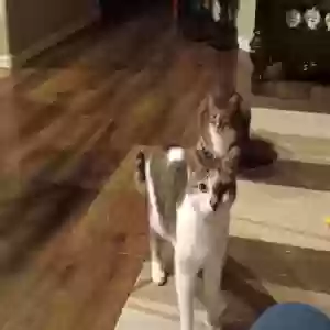 adoptable Cat in Goodyear, AZ named Oliver and Cash