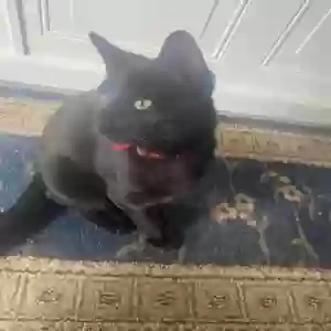 adoptable Cat in Vernon Rockville, CT named Bagheera