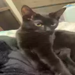 adoptable Cat in Houston, TX named Luna