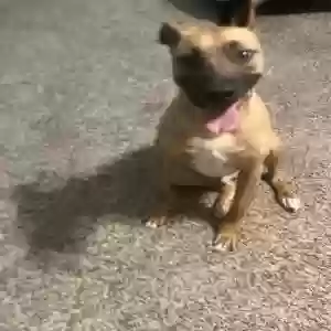adoptable Dog in Jonesboro, GA named Clyde