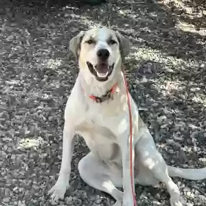 adoptable Dog in Prescott, AZ named Harper