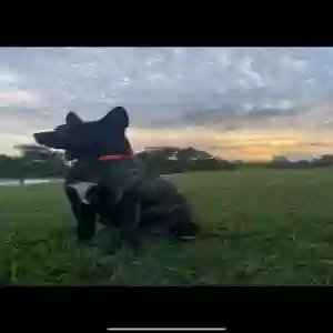 adoptable Dog in Missouri City, TX named brandy