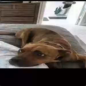 adoptable Dog in Riverside, CA named Sadie