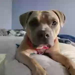 adoptable Dog in Reynoldsburg, OH named Daisy