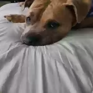 adoptable Dog in Reynoldsburg, OH named Honey