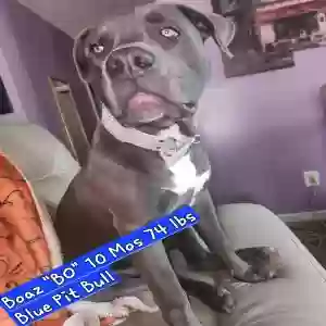 adoptable Dog in Lebanon, GA named Boaz