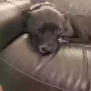 adoptable Dog in Littleton, CO named Major