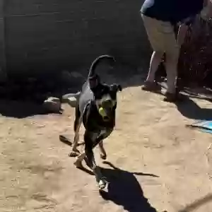 adoptable Dog in Tucson, AZ named JaxMan