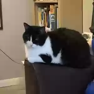 adoptable Cat in Lincolnwood, IL named Zander