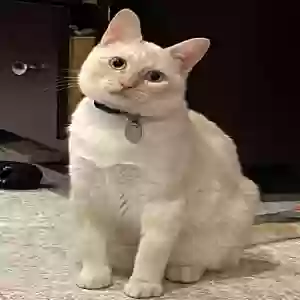 adoptable Cat in Allentown, PA named Pete