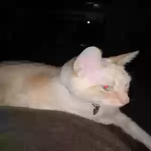 /images/pets/original/2183850_actual_three.webp