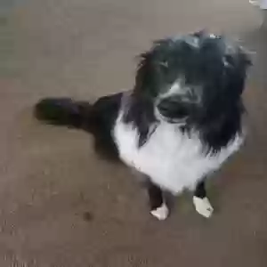 adoptable Dog in Meridian, ID named Zephyr