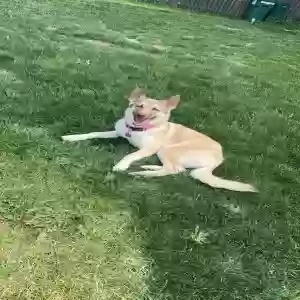 adoptable Dog in Plainfield, IL named Kallie