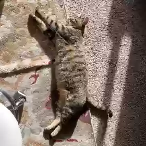 adoptable Cat in Huntington Beach, CA named Blue