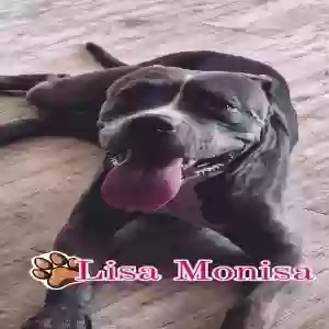 adoptable Dog in Laveen, AZ named Lisa