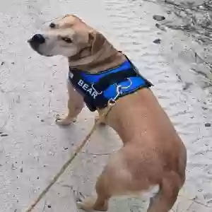adoptable Dog in Milton, FL named Rusty