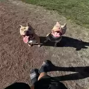 adoptable Dog in Salem, OR named Moose and Toki