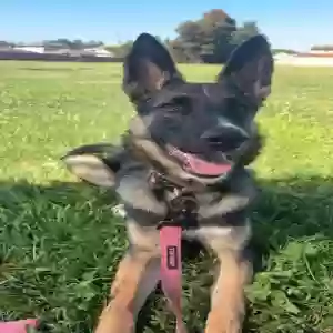 adoptable Dog in Fountain Valley, CA named Goose
