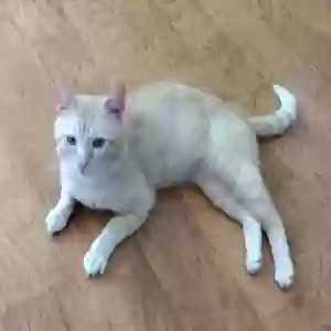 adoptable Cat in Simpsonville, SC named Cleo