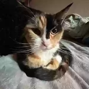 adoptable Cat in Atwater, CA named Luna