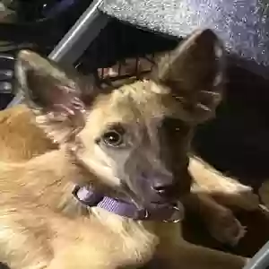 adoptable Dog in San Antonio, TX named Pip