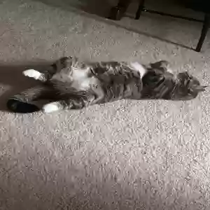 adoptable Cat in Avon, CT named Lucky 🍀