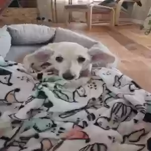 /images/pets/original/2183875_37474_20250619_152344.webp