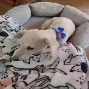 adoptable Dog in Prescott, AZ named Emmi