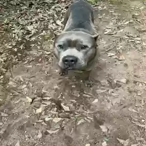 adoptable Dog in Mcdonough, GA named Boris