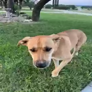 adoptable Dog in Evant, TX named None