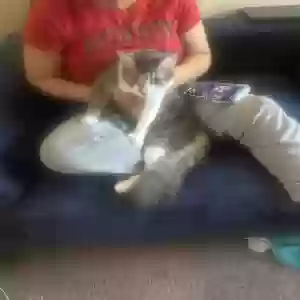 adoptable Cat in Lake Forest, CA named Venus
