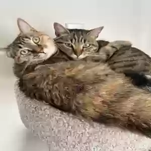 adoptable Cat in Knightdale, NC named Chili and Goose